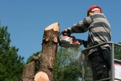 Man Removing the Tree