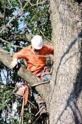 Man Climbing the Tree